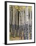 Quaking Aspen in Fall, Rocky Mountain National Park, Colorado, USA-Rolf Nussbaumer-Framed Photographic Print