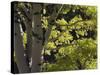 Quaking Aspen in Fall, Rocky Mountain National Park, Colorado, USA-Rolf Nussbaumer-Stretched Canvas