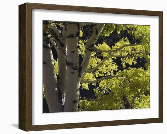 Quaking Aspen in Fall, Rocky Mountain National Park, Colorado, USA-Rolf Nussbaumer-Framed Photographic Print