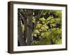 Quaking Aspen in Fall, Rocky Mountain National Park, Colorado, USA-Rolf Nussbaumer-Framed Photographic Print