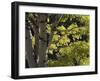 Quaking Aspen in Fall, Rocky Mountain National Park, Colorado, USA-Rolf Nussbaumer-Framed Photographic Print