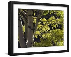 Quaking Aspen in Fall, Rocky Mountain National Park, Colorado, USA-Rolf Nussbaumer-Framed Photographic Print