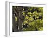 Quaking Aspen in Fall, Rocky Mountain National Park, Colorado, USA-Rolf Nussbaumer-Framed Photographic Print