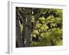 Quaking Aspen in Fall, Rocky Mountain National Park, Colorado, USA-Rolf Nussbaumer-Framed Photographic Print