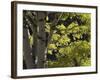 Quaking Aspen in Fall, Rocky Mountain National Park, Colorado, USA-Rolf Nussbaumer-Framed Photographic Print