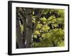 Quaking Aspen in Fall, Rocky Mountain National Park, Colorado, USA-Rolf Nussbaumer-Framed Photographic Print