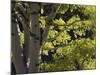 Quaking Aspen in Fall, Rocky Mountain National Park, Colorado, USA-Rolf Nussbaumer-Mounted Photographic Print