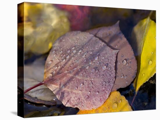 Quaking Aspen Leaves, South Ponil Creek, Baldy Mountain, Rocky Mountains, New Mexico, USA-Maresa Pryor-Stretched Canvas