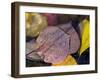 Quaking Aspen Leaves, South Ponil Creek, Baldy Mountain, Rocky Mountains, New Mexico, USA-Maresa Pryor-Framed Photographic Print