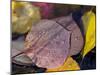 Quaking Aspen Leaves, South Ponil Creek, Baldy Mountain, Rocky Mountains, New Mexico, USA-Maresa Pryor-Mounted Photographic Print