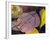 Quaking Aspen Leaves, South Ponil Creek, Baldy Mountain, Rocky Mountains, New Mexico, USA-Maresa Pryor-Framed Photographic Print