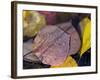 Quaking Aspen Leaves, South Ponil Creek, Baldy Mountain, Rocky Mountains, New Mexico, USA-Maresa Pryor-Framed Photographic Print