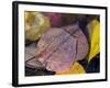 Quaking Aspen Leaves, South Ponil Creek, Baldy Mountain, Rocky Mountains, New Mexico, USA-Maresa Pryor-Framed Photographic Print