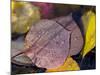Quaking Aspen Leaves, South Ponil Creek, Baldy Mountain, Rocky Mountains, New Mexico, USA-Maresa Pryor-Mounted Photographic Print