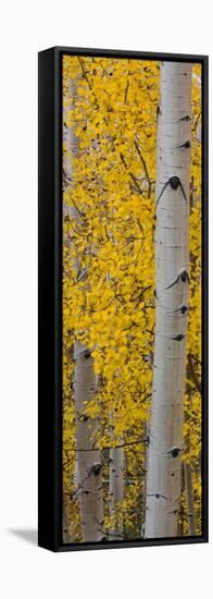 Quaking Aspen (Populus Tremuloides) Tree, Boulder Mountain, Dixie National Forest, Utah, USA-null-Framed Stretched Canvas