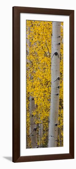 Quaking Aspen (Populus Tremuloides) Tree, Boulder Mountain, Dixie National Forest, Utah, USA-null-Framed Photographic Print