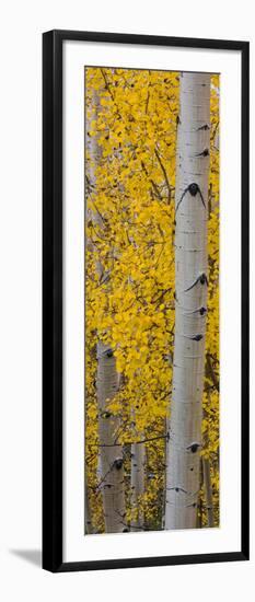 Quaking Aspen (Populus Tremuloides) Tree, Boulder Mountain, Dixie National Forest, Utah, USA-null-Framed Photographic Print