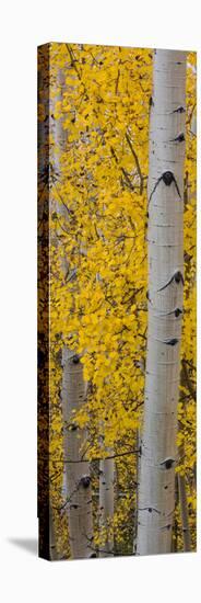 Quaking Aspen (Populus Tremuloides) Tree, Boulder Mountain, Dixie National Forest, Utah, USA-null-Stretched Canvas