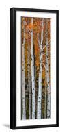 Quaking Aspen (Populus Tremuloides) Trees, Boulder Mountain, Dixie National Forest, Utah, USA-null-Framed Photographic Print