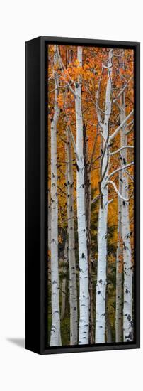 Quaking Aspen (Populus Tremuloides) Trees, Boulder Mountain, Dixie National Forest, Utah, USA-null-Framed Stretched Canvas