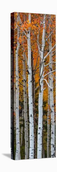 Quaking Aspen (Populus Tremuloides) Trees, Boulder Mountain, Dixie National Forest, Utah, USA-null-Stretched Canvas