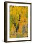 Quaking Aspens in a Fall Glow, Bald Mountain, New Mexico, USA-Maresa Pryor-Framed Photographic Print