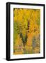 Quaking Aspens in a Fall Glow, Bald Mountain, New Mexico, USA-Maresa Pryor-Framed Photographic Print