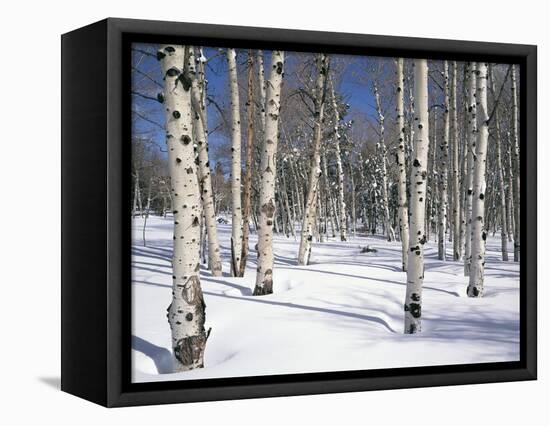 Quaking Aspens in Snow-James Randklev-Framed Stretched Canvas