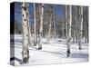 Quaking Aspens in Snow-James Randklev-Stretched Canvas