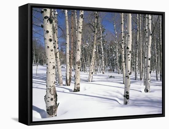 Quaking Aspens in Snow-James Randklev-Framed Stretched Canvas