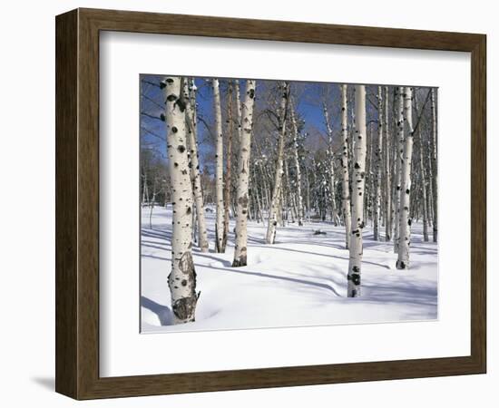 Quaking Aspens in Snow-James Randklev-Framed Photographic Print