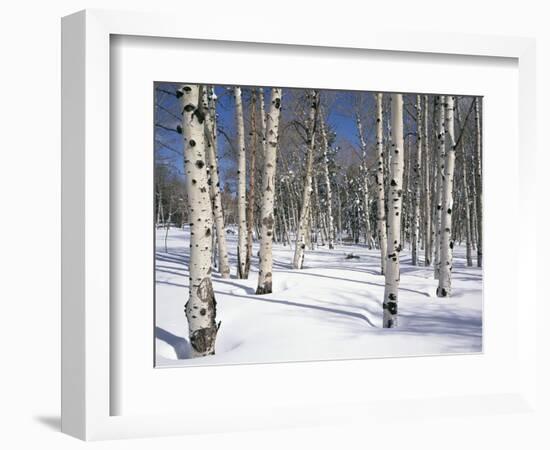 Quaking Aspens in Snow-James Randklev-Framed Photographic Print