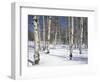 Quaking Aspens in Snow-James Randklev-Framed Photographic Print