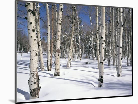 Quaking Aspens in Snow-James Randklev-Mounted Photographic Print