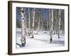 Quaking Aspens in Snow-James Randklev-Framed Photographic Print