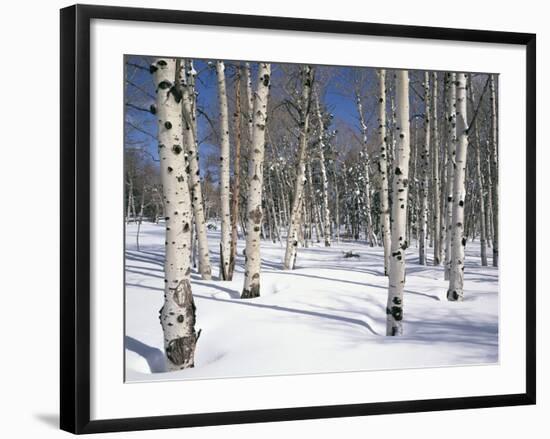 Quaking Aspens in Snow-James Randklev-Framed Photographic Print