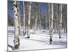 Quaking Aspens in Snow-James Randklev-Mounted Photographic Print