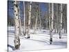 Quaking Aspens in Snow-James Randklev-Stretched Canvas