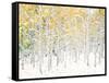 Quaking Aspens-Shelley Lake-Framed Stretched Canvas