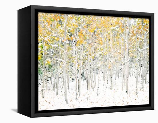 Quaking Aspens-Shelley Lake-Framed Stretched Canvas