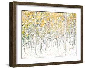 Quaking Aspens-Shelley Lake-Framed Premium Giclee Print