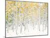 Quaking Aspens-Shelley Lake-Mounted Premium Giclee Print