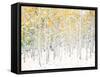 Quaking Aspens-Shelley Lake-Framed Stretched Canvas