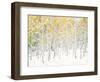 Quaking Aspens-Shelley Lake-Framed Art Print