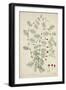 Quamoclit Pinnata Boj, 1800-10-null-Framed Giclee Print