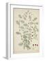 Quamoclit Pinnata Boj, 1800-10-null-Framed Giclee Print