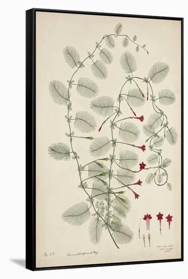 Quamoclit Pinnata Boj, 1800-10-null-Framed Stretched Canvas