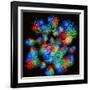 Quark Structure of Silicon Atom Nucleus-null-Framed Photographic Print