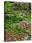 Quarry Garden, Wilmington, Delaware, USA, Deleware-Jay O'brien-Stretched Canvas