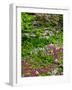 Quarry Garden, Wilmington, Delaware, USA, Deleware-Jay O'brien-Framed Photographic Print